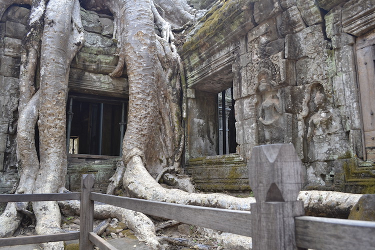 Trees outgrowing temples