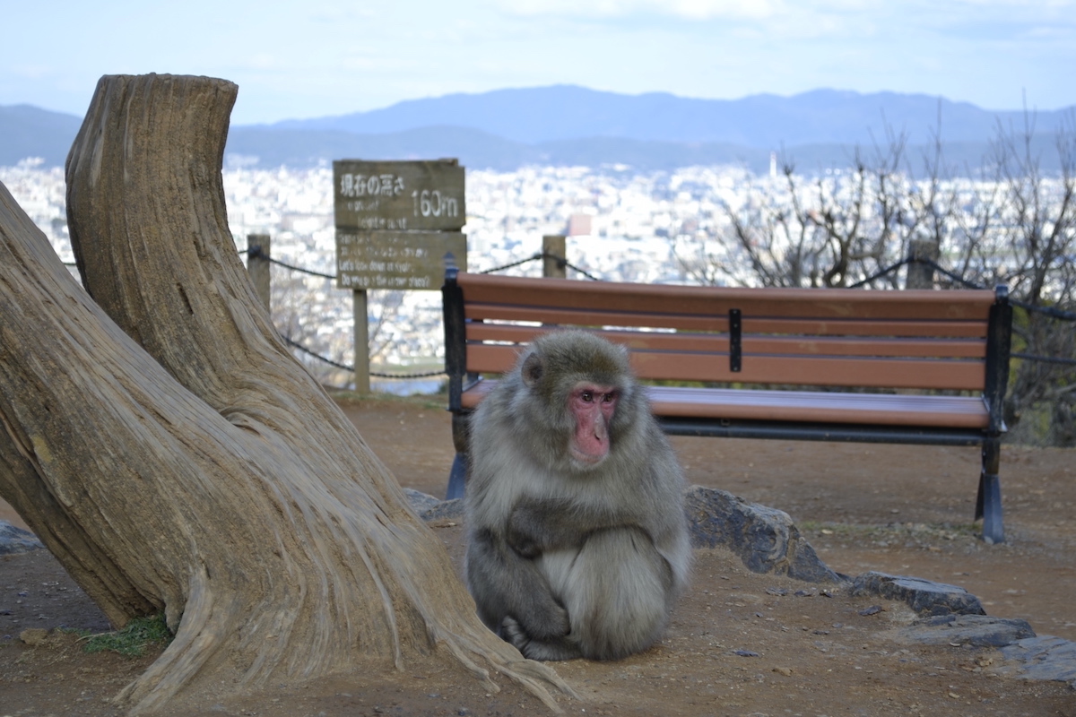 A macaque in the foreground with the skyline of kyoto in the background