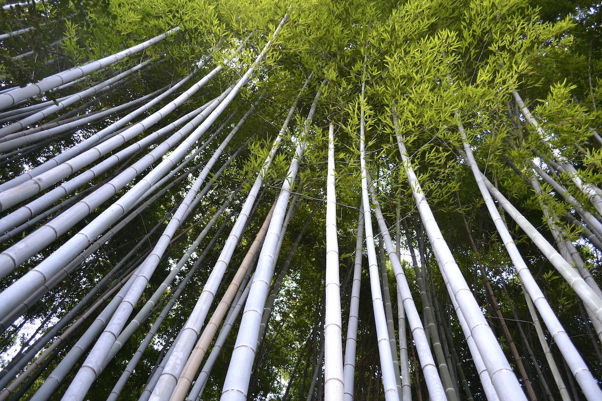 high and dense bamboo trees