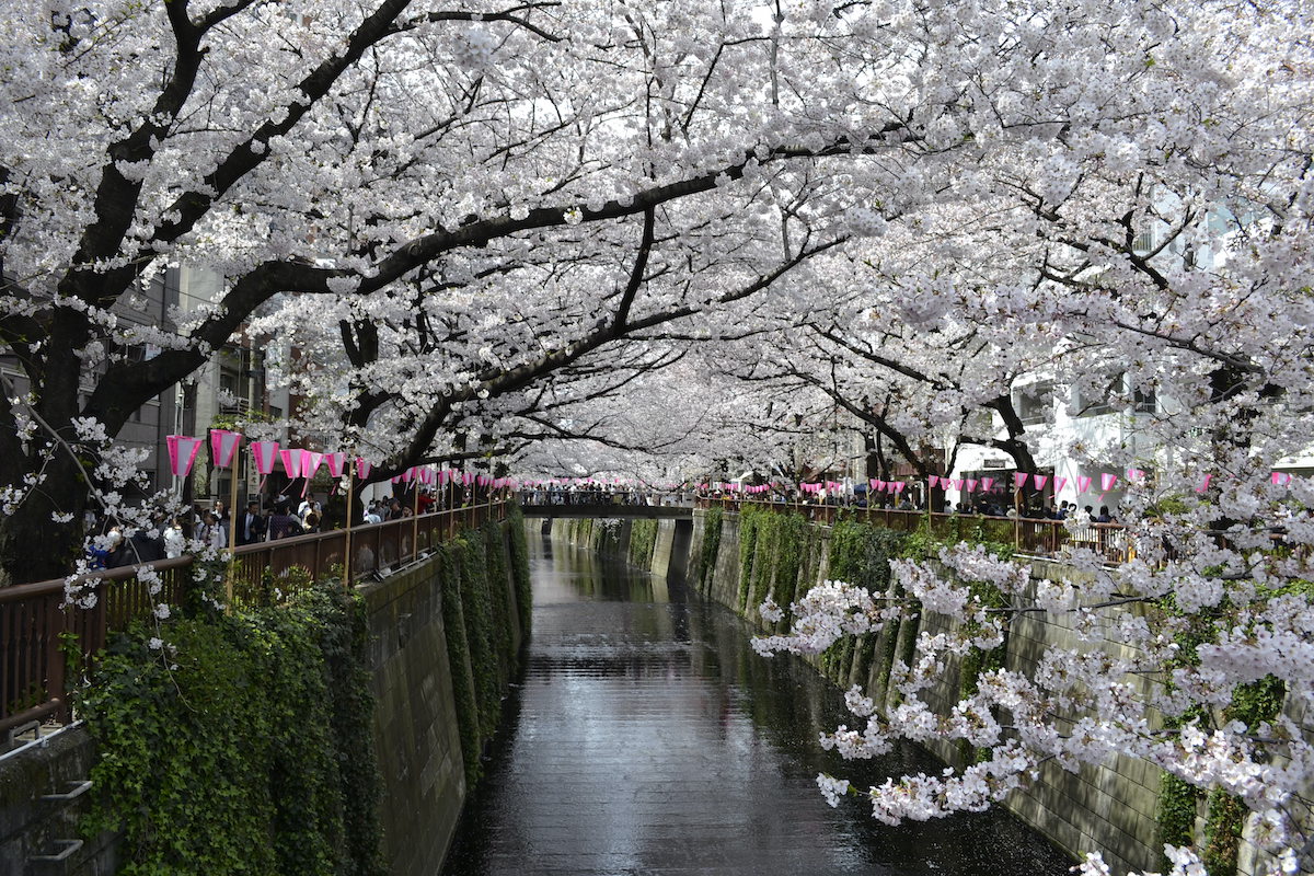 Full bloomed cherry trees from one side to another of a canal